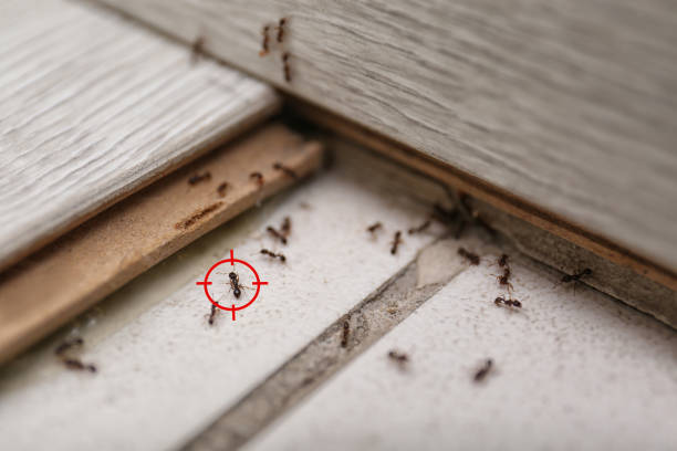 Professional Pest Control in Lorain, OH