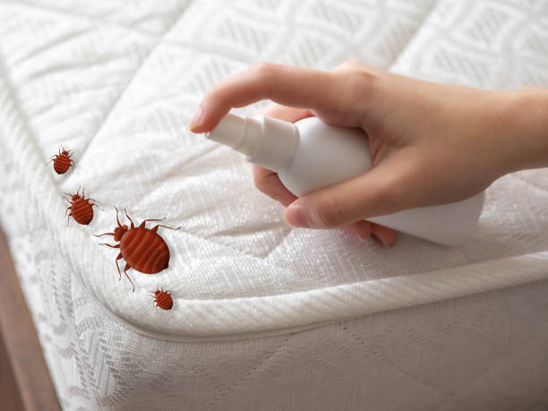 Best Mosquito Control Services  in Lorain, OH